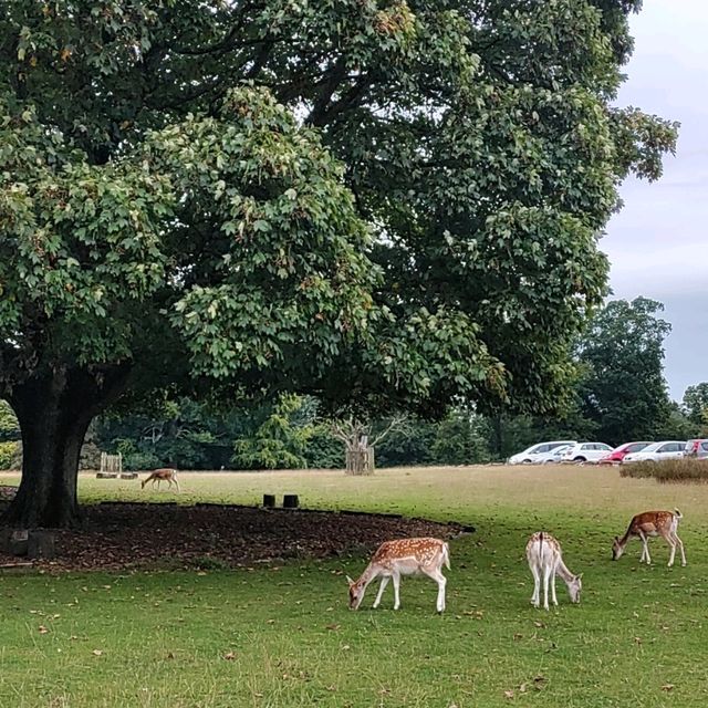 Wanderlust in Kent: Discovering Sevenoaks' Hidden Trails