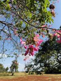 Bomas of Kenya – Where Kenya’s Cultures Come Alive 🛖