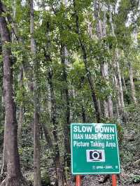 Ever Driven Through a Forest Tunnel? Bohol’s Man-Made Wonder Will Wow You