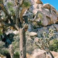 🌵 Top Landmarks in Joshua Tree National Park 🏜️✨