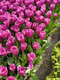 A Symphony of Blooms