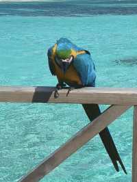 Cocoon Maldives — Where Luxury Meets the Art of Doing Nothing