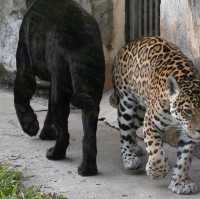 Animals of Guangzhou Zoo