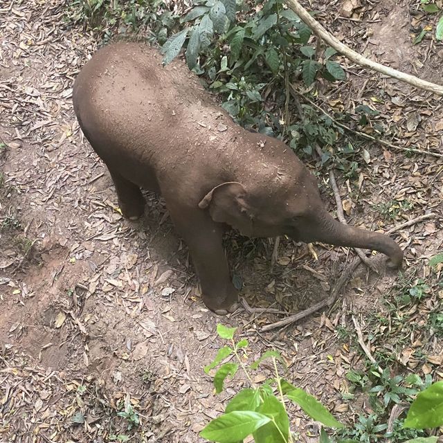 Spotting elephants in Xishuangbanna!