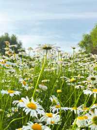 Daisy Bloom🐝in May