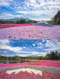 Japan's Mount Fuji 🌸 | A Collection of Cherry Blossom Viewing Spots at Mount Fuji