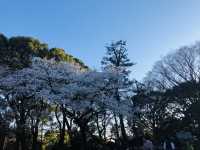 Yoyogi Park Spring Flower Viewing