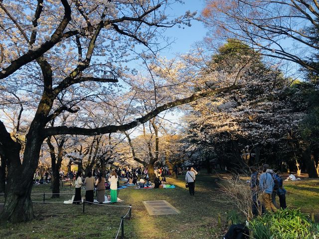 Yoyogi Park Spring Flower Viewing