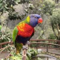 Kuranda Bird World - Cheeky and Colorful
