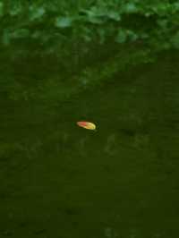 深圳這座免費的小眾公園我不敢告訴太多人，因為實在太好拍了！