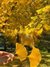 廣州今年楓葉又紅啦來賞國內最快的秋天