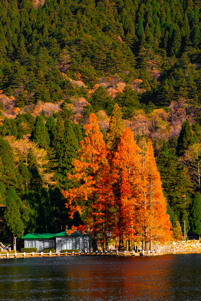 庐山歸來不看秋！我拍的30幅高清紅葉美景