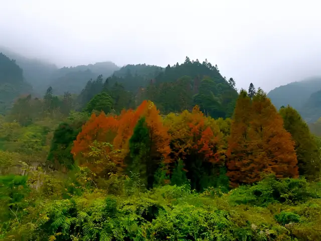 賞秋泡溫泉就來花水灣小鎮