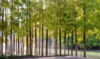絕美濕地公園自然主義的天堂