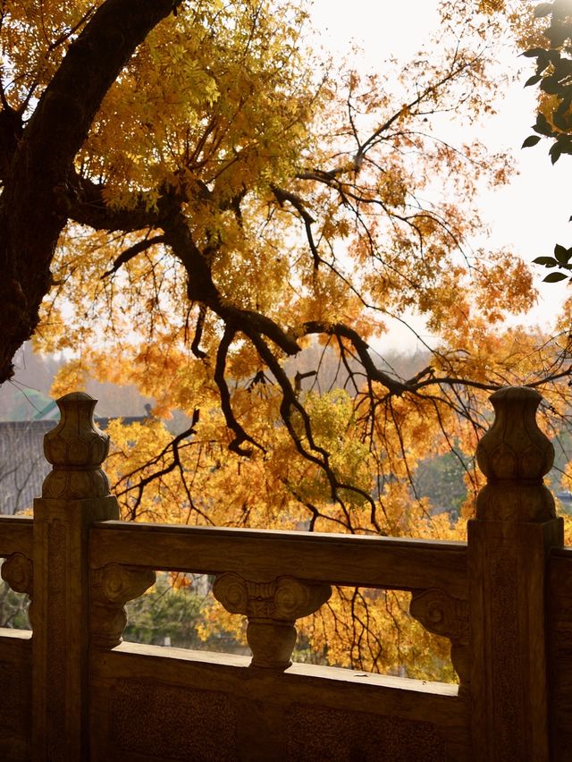 南京旅遊後勁太大了雞鳴寺真的把我美哭了