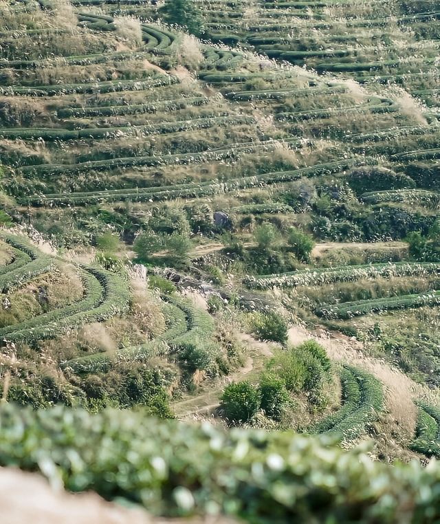 福州茶場山野露營