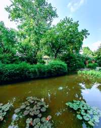 上海|復興公園，初夏的荷塘