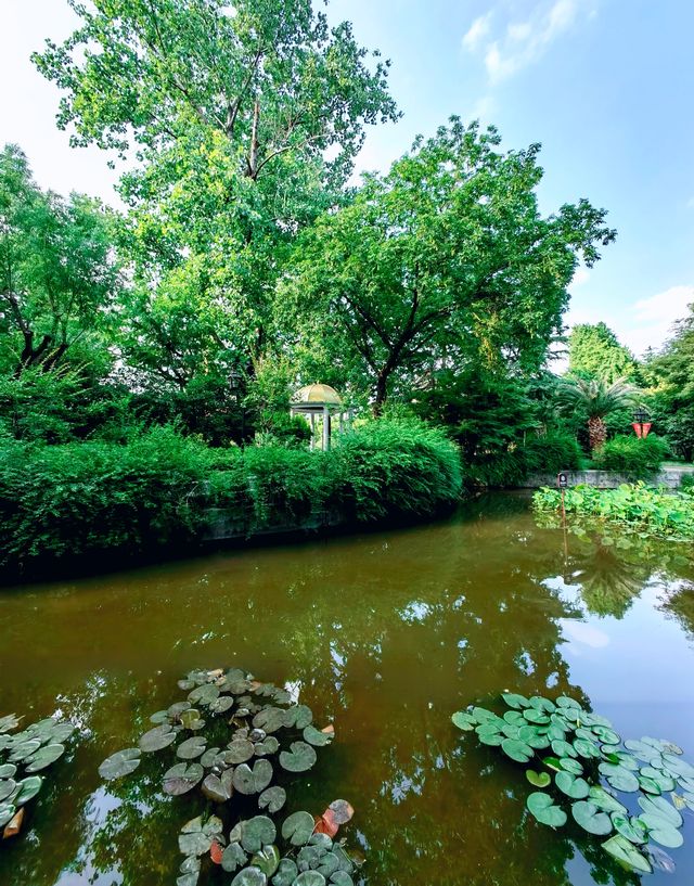 上海|復興公園，初夏的荷塘