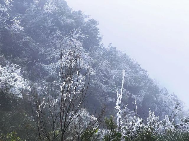 屬於南寧的冬日浪漫 |大明山霧凇霧凇凝結讓一草一木綻開銀花冬日