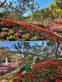 厦門山海步道賞花地圖冬日限定浪漫0門票