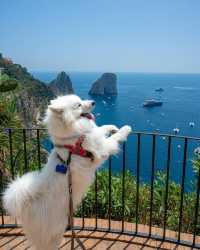 🌊☀️ A polar bear in Capri: The ultimate island adventure! 🌊☀️