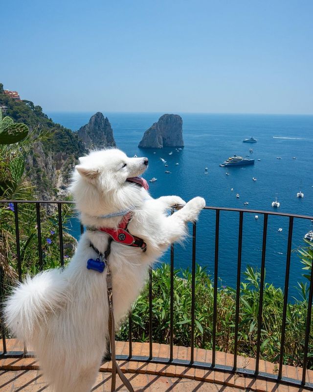 🌊☀️ A polar bear in Capri: The ultimate island adventure! 🌊☀️