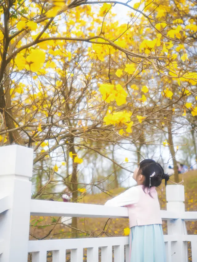 こっそり教えますが、青秀山の黄花風鈴木が咲きました！