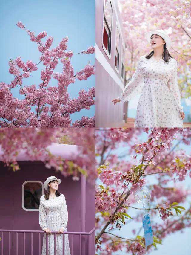 The cherry blossoms have bloomed, marking the splendid spring days of Chengdu