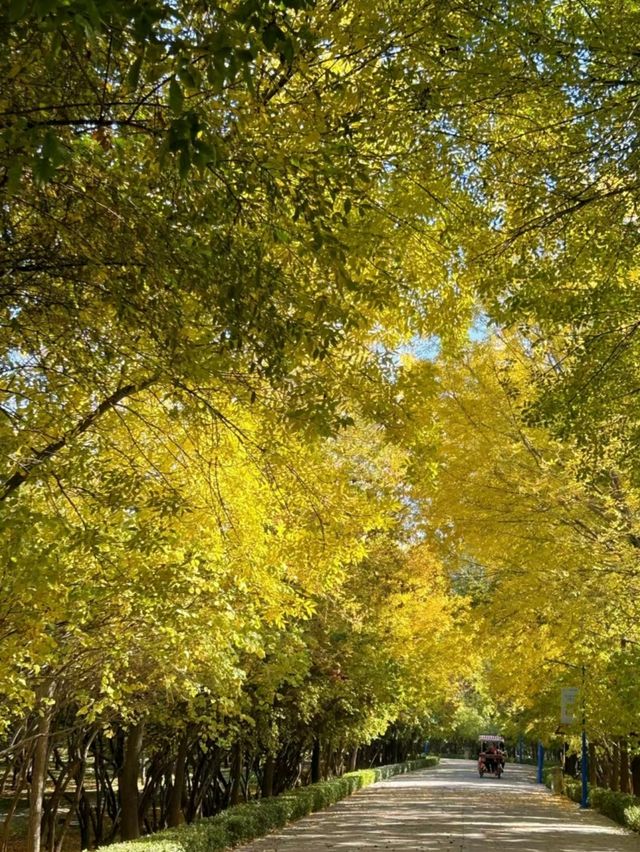 太原森林公園的銀杏林變黃啦