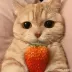 Joyful_123_Mitchell
