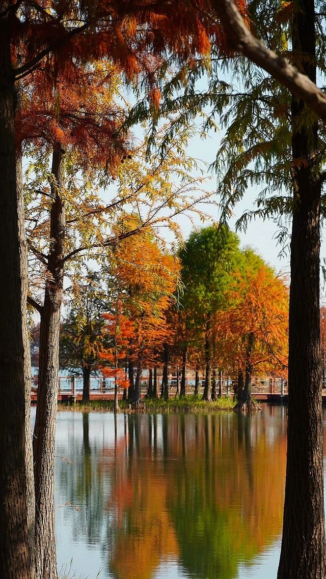 貢湖灣濕地的紅杉林美瘋了!!人少景美