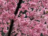 被99%廈門人忽略的櫻花園！（3月23日實況）