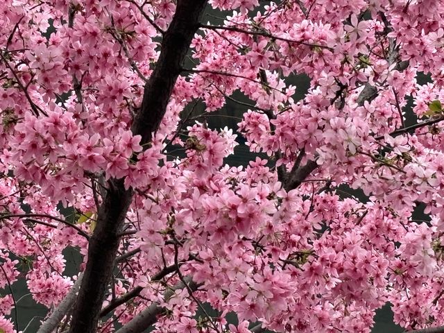 被99%廈門人忽略的櫻花園！（3月23日實況）