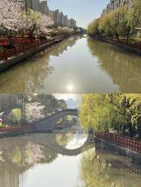高東櫻花節，快來玩