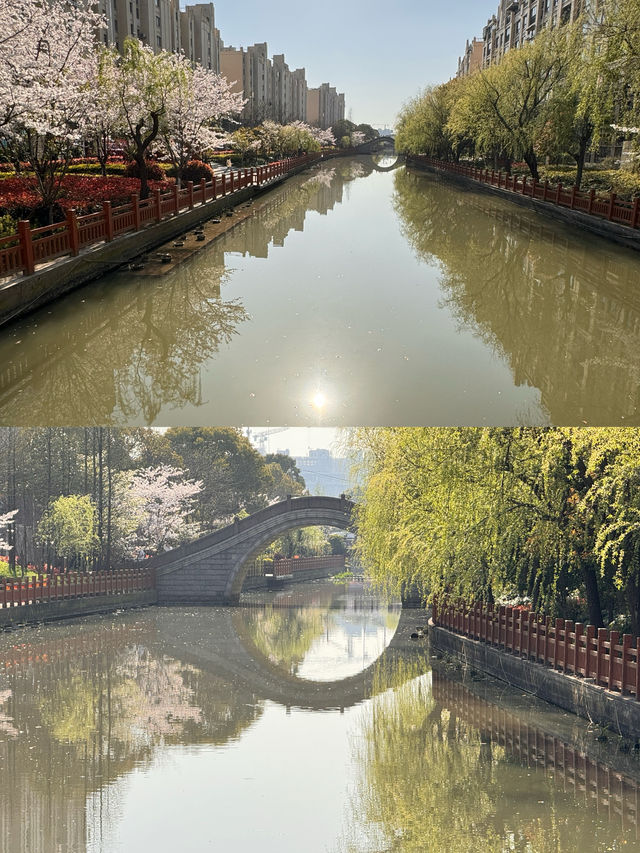 高東櫻花節，快來玩