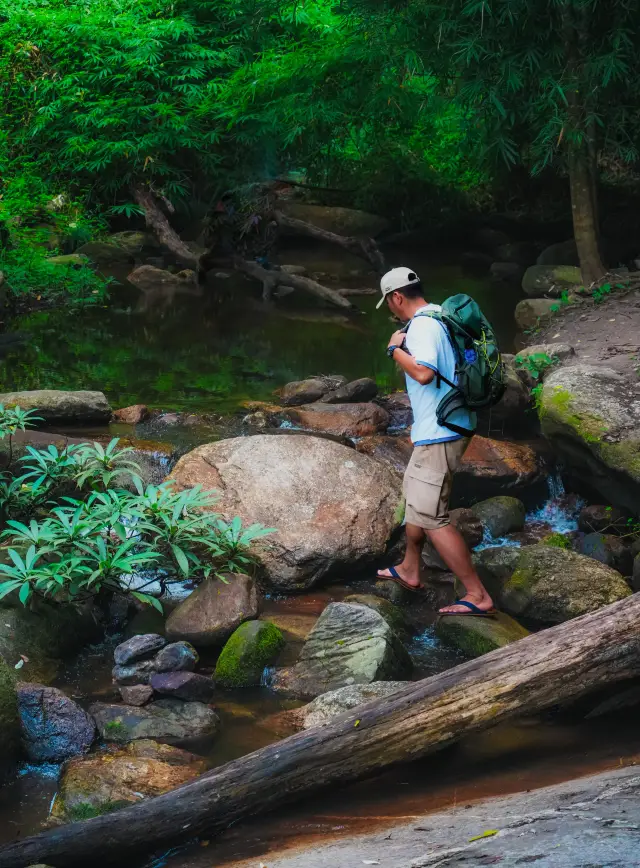 清迈のマイナーなジャングルハイキング|カラフルな蝶が舞う渓谷を探索します