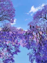 西昌| 🟣絕美藍花楹 保姆級遊玩攻略～