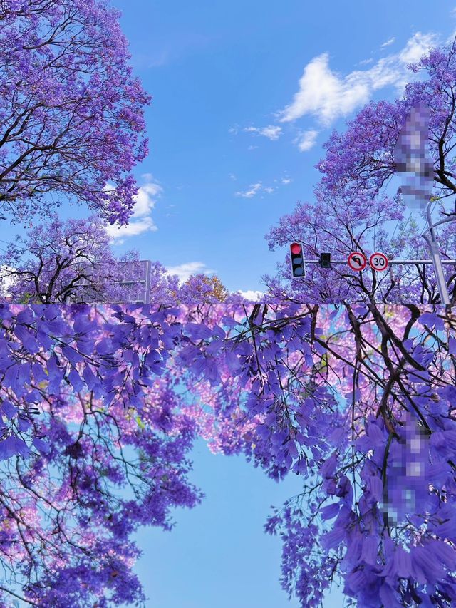 西昌| 🟣絕美藍花楹 保姆級遊玩攻略～