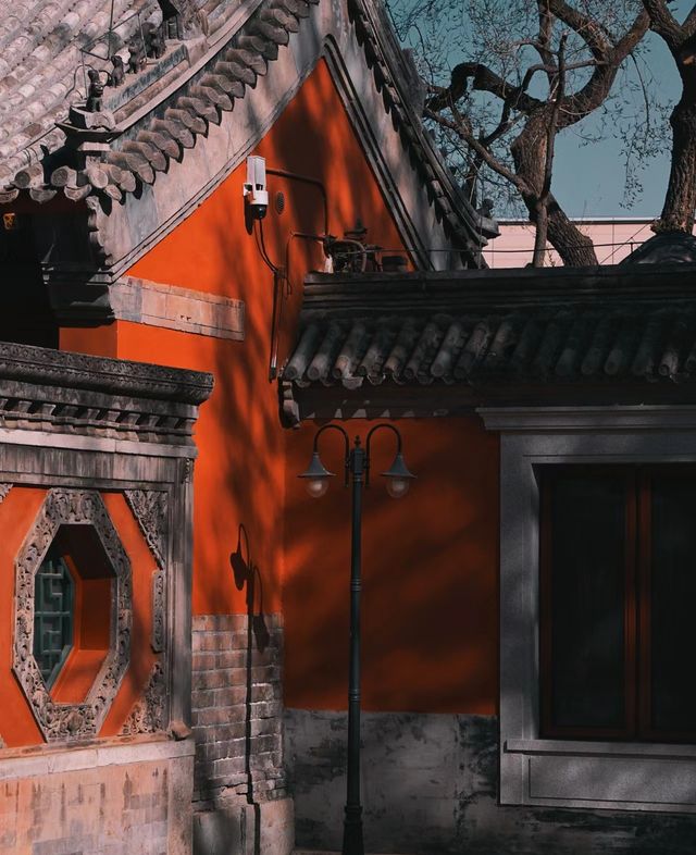 北京藝術博物館|觀古建賞玉蘭，太美了