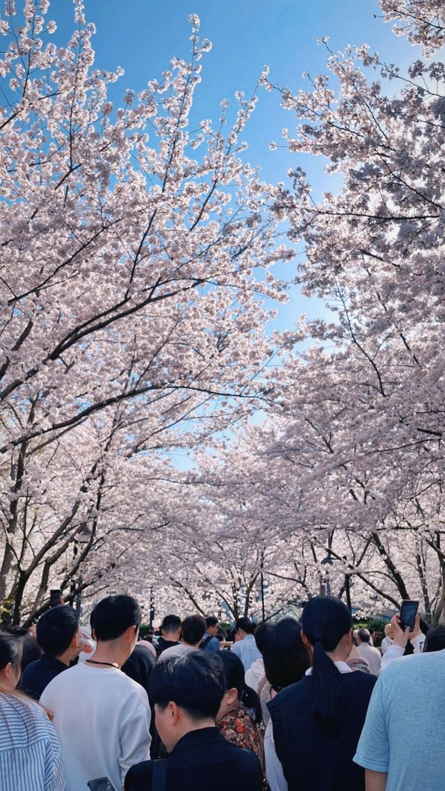 上海魯迅公園的櫻花池裡的春和景明