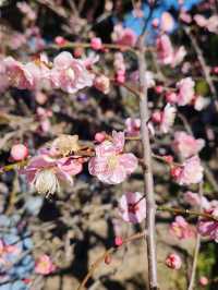 長谷寺（鎌倉）蠟梅展