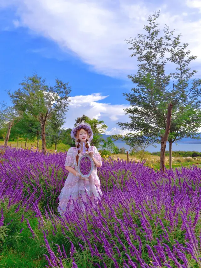 10月雲南昆明浪漫雲端花海油畫莫奈花園