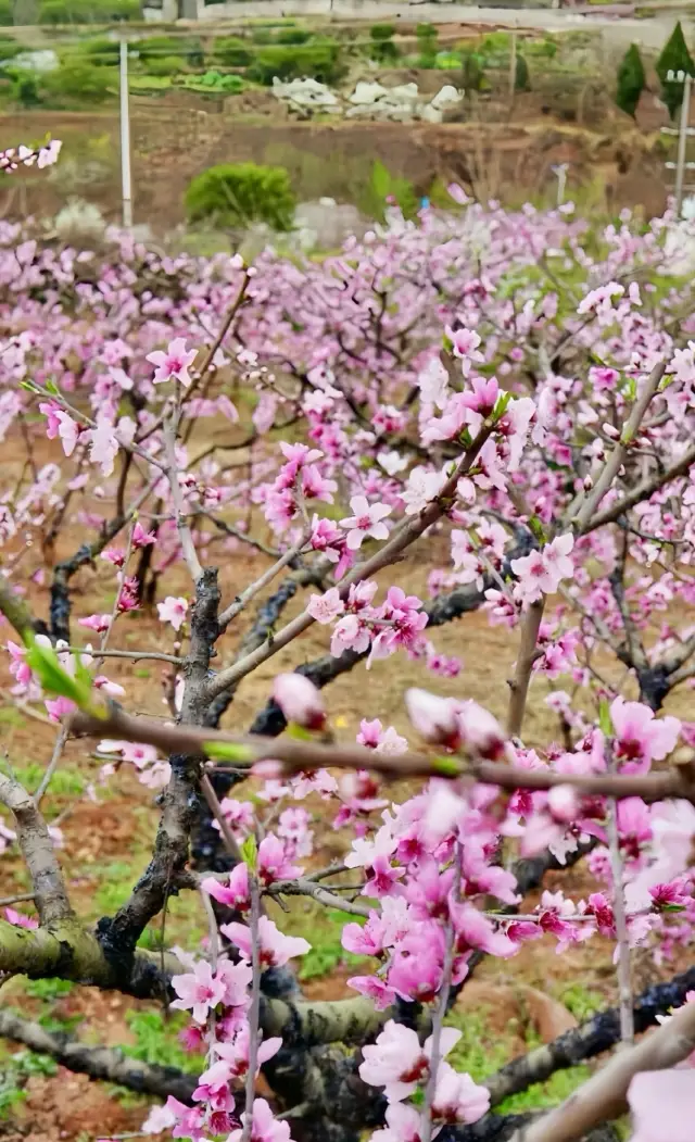 I have checked for you, and the peach blossoms at Longquan Mountain Viewing Platform are in bloom