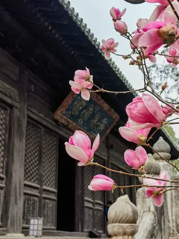 京郊自駕賞花地圖｜觀古建聞蘭香 大覺寺玉蘭綻放