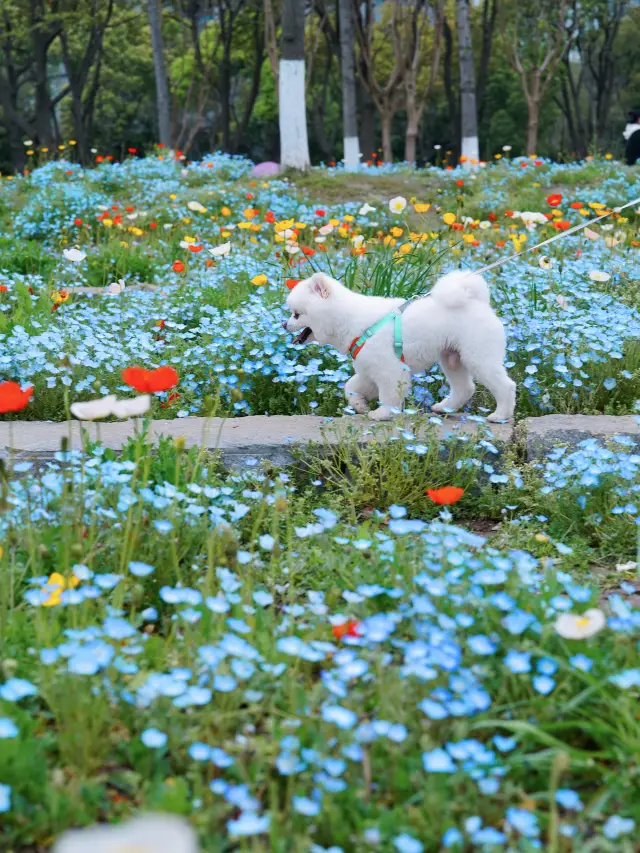 I declare this to be the largest Xilin grass flower sea in Suzhou