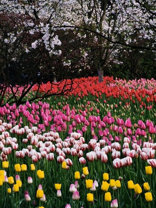 Tulips at Prince Bay Park Hangzhou🌷❤️🇨🇳