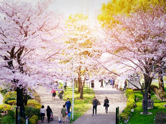 Ogi Hanami Happienes