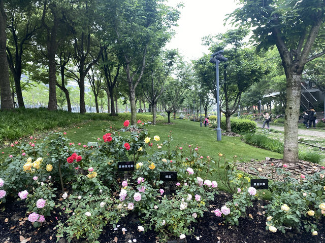 五一去哪玩｜徐匯濱江的花展美哭了！