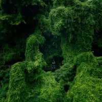如果雨天沒地方去，那就去看油麻藤