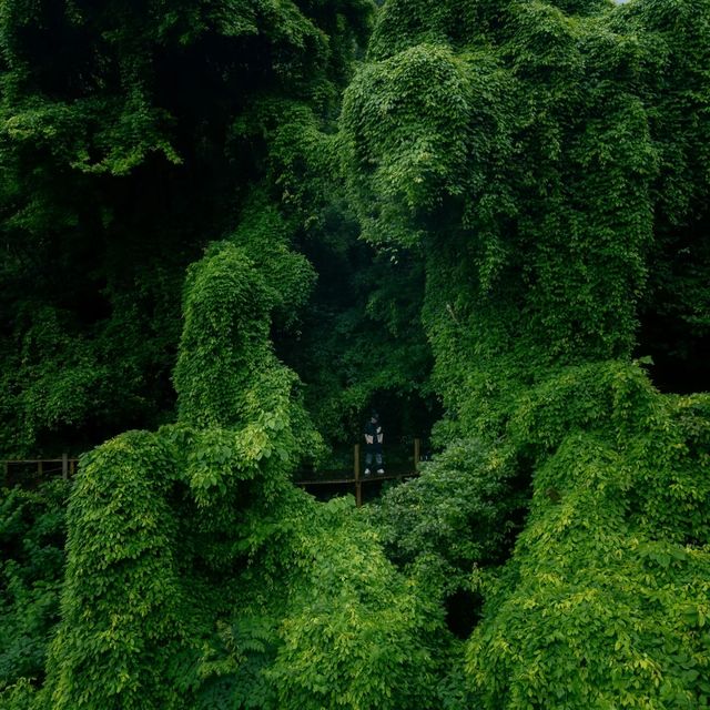 如果雨天沒地方去，那就去看油麻藤